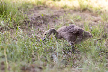 A single fluffy gosling stands in tall grass, pecking at the ground while exploring its surroundings. The soft feathers and delicate posture create a serene and natural atmosphere.
