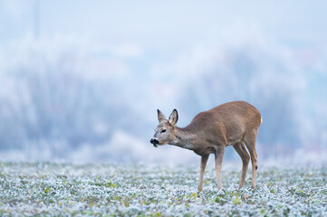 Roe deer (Capreolus capreolus) in winter. Roe deer with snowy background. Roe deer on snow.