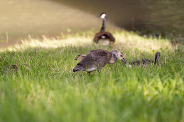 A group of young goslings grazes in tall grass on a sunny riverbank. One gosling stands in the foreground, while others feed nearby, with a Canada goose visible in the blurred background.