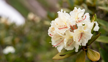 close-up of blooming white rhododendron caucasicum flower cluster with delicate red stamens and green foliage in the background , gardening, floral design copy space