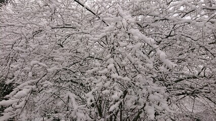 Snow-Covered Dense Branches in Winter Forest