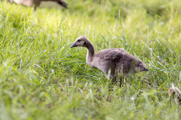 A single fluffy gosling stands in tall grass, pecking at the ground while exploring its surroundings. The soft feathers and delicate posture create a serene and natural atmosphere.