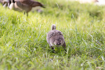 A fluffy gosling is bent forward in tall grass, appearing to nibble or forage. The vibrant greenery and soft feathers of the bird create a charming and natural scene.