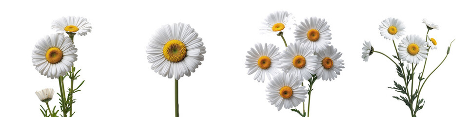 Fototapeta premium Collection of daisy isolated on a white background as transparent PNG 
