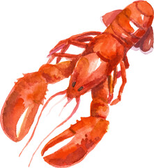 Watercolor painted lobster. Hand drawn fresh seafood design element isolated on white background.