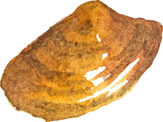 Watercolor painted clam. Hand drawn fresh seafood design element isolated on white background.