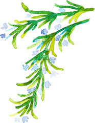 Watercolor painted rosemary. Hand drawn fresh food design element isolated on white background.