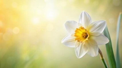 Obraz premium A delicate daffodil flower swaying gently in the spring breeze against a soft white and pale yellow background, spring blooms, floral arrangement, nature scenery, botanical garden