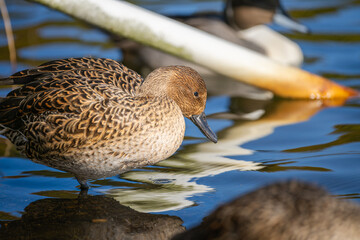 水辺のオナガガモのメス
