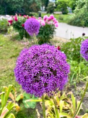 Obraz premium Blooming Allium Gladiator with bright purple round inflorescences on a long stem in a floral summer garden. Flower background