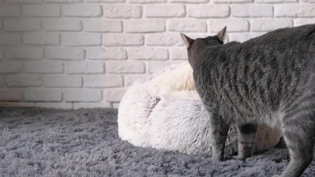 cute European stripped cat getting accustomed to new fluffy bed, standing on gray rug on the floor