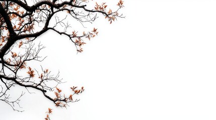 Obraz premium Silhouetted Tree Branches Against a White Background with Rustic Artistic Detail