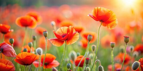 Fototapeta premium A field of poppy flowers swaying gently in the breeze with soft focus background, wildflower, nature, field