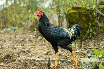 a black rooster outdoors in indonesia