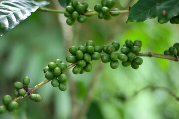 close up view of young green coffee berries on a tree in an Indonesian plantation