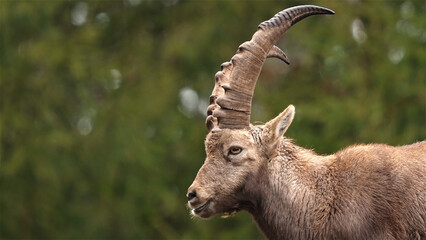 The Alpine Capricorn rises majestically among the mountains, its curved horns symbolizing strength and endurance, blending in with the wilderness of the Alps.