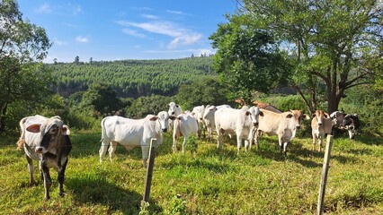 A criação de bois em proprieade familiar em Avaré, Brasil.