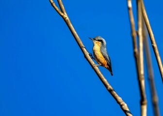 Nuthatch on Branch with Blue Sky