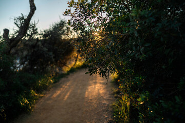 sunset in the park