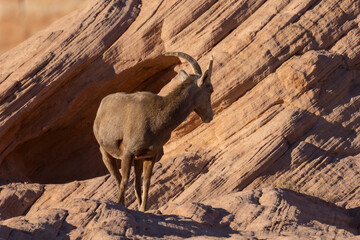 Desert Bighorn Sheep ewe in Valley of Fire State park Nevada