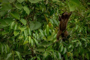 Monkey Macaco Árvore Sagui Natureza