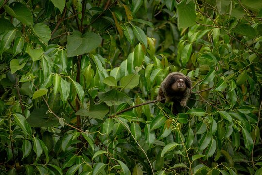 Monkey Macaco &Aacute;rvore Sagui Natureza