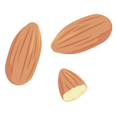 アーモンドのイラスト