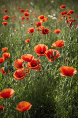 Fototapeta premium Field of poppies blooming in a meadow, red flowers, green grass