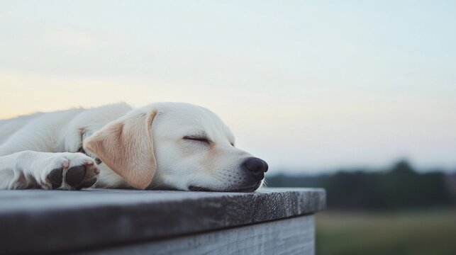 Peaceful yellow Labrador Retriever dog sleeping outdoors on a wooden surface at sunset.