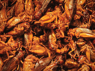 fried cricket meal on street food