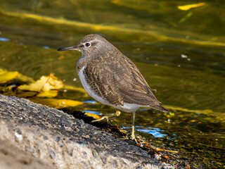 水辺のイソシギ