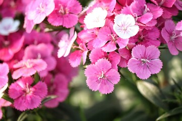 Obraz premium Close up of pink carnations