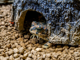 シェルターに隠れるエジプトミドリヒキガエル