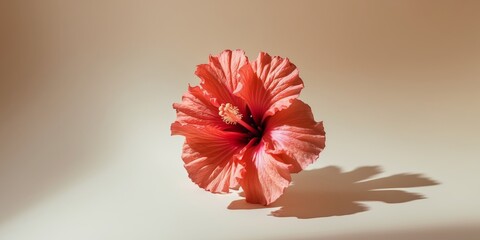 Obraz premium A unique hibiscus flower in bright red on a muted cream background