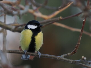 Bogatka (Parus major) na gałązce jabłoni (Malus) © Nature Observatory