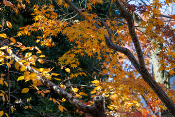 黄色く紅葉したモミジ