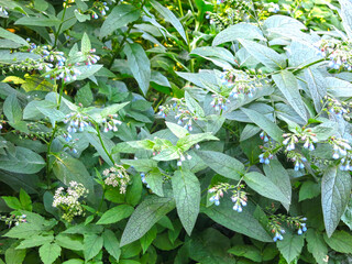 comfrey plant (Symphytum officinale) blooms with blue flowers