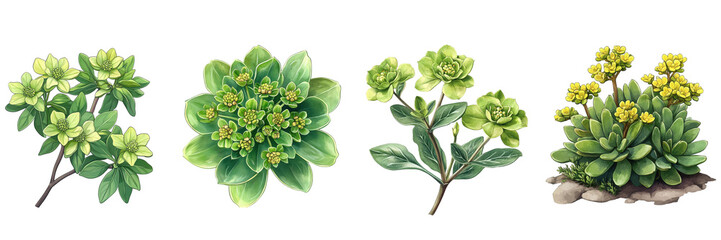 Four Euphorbia Species, vibrant green foliage, diverse forms, detailed botanical illustration, nature study, plant life. Isolated on white background or PNG