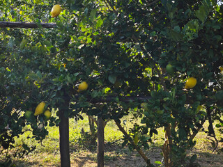 fresh lemon in the garden