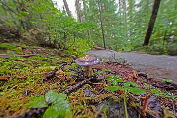 Close up of a purple mushroom on forest floor with moss and wet leaves