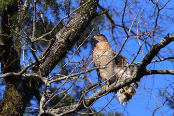 Red shouldered hawk perched in tree on sunny winter day against blue sky. 