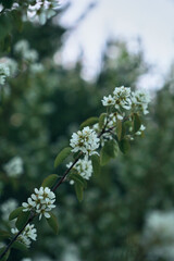 Cluster of white flowers and green leaves on Amelanchier spicata