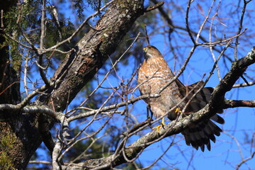 Red shouldered hawk perched in tree on sunny winter day against blue sky. 