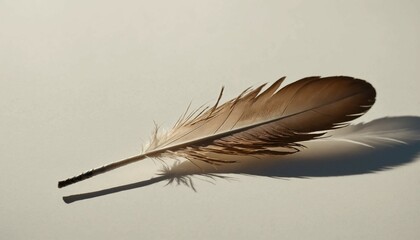 Close-up of a single feather at corner, cinematic light and soft shadows