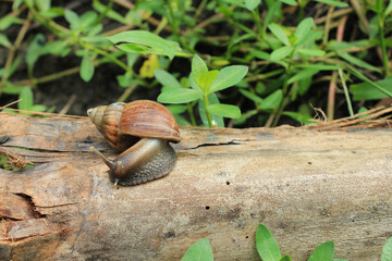 a snail on a dry coconut tree trunk