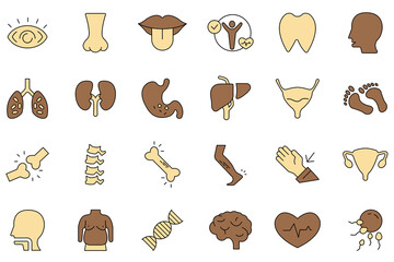 Anatomy icons set. Set of editable stroke icons.Set of Anatomy