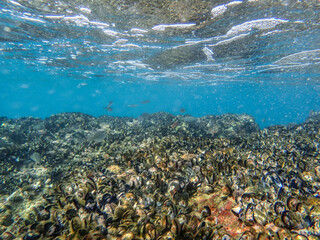 Mussels underwater on a rock on the sea shore, natural scene in mediterranean sea, Black mussels undersea, mussels on rocks undersea, group of common mussels together underwater, Mediterranean food.