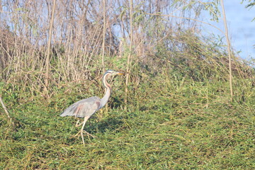 heron