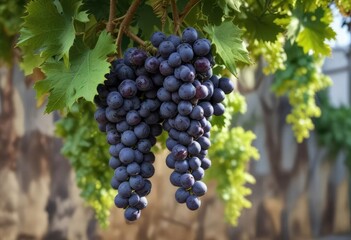 A bunch of blue grapes hanging from the tip of a long and slender green vine, vines, organic