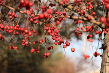 red berries in autumn